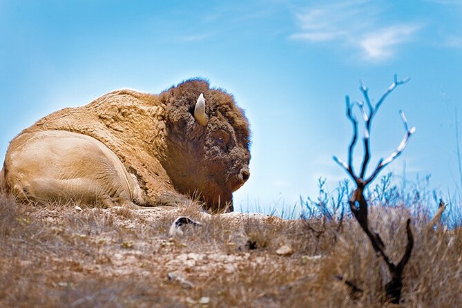 2 hour Inside Adventure Tour on Catalina Island - The rough ride: a serious practical issue