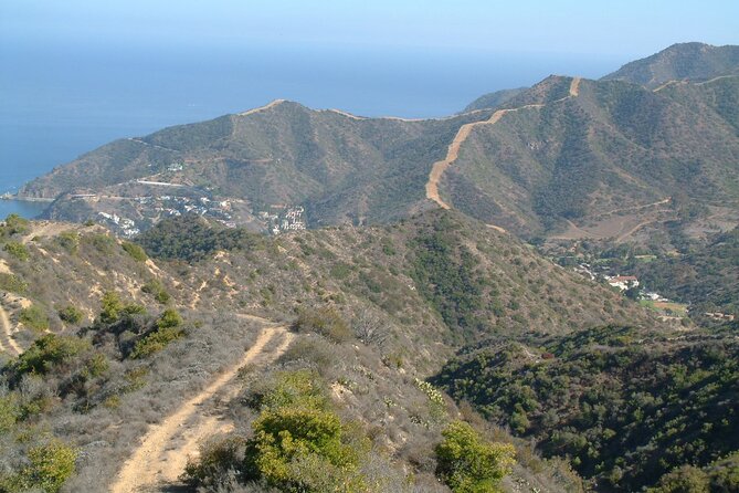 2 hour Inside Adventure Tour on Catalina Island - Watching for bison, deer, and the Catalina fox
