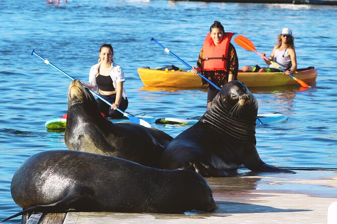 2-Hour Kayak or Paddleboard with Sea Lions in Marina del Rey - Choosing between a kayak and SUP