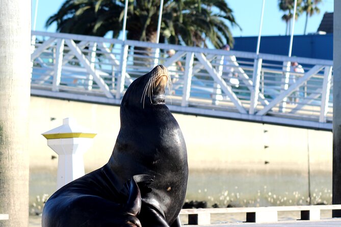 2-Hour Kayak or Paddleboard with Sea Lions in Marina del Rey - Birds, dolphins, and boats along the way