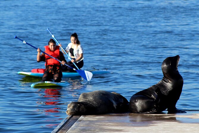 2-Hour Kayak or Paddleboard with Sea Lions in Marina del Rey - Why the seven-person limit matters