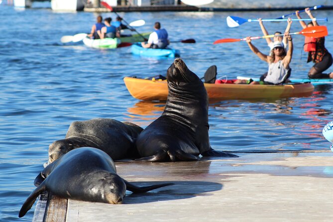 2-Hour Kayak or Paddleboard with Sea Lions in Marina del Rey - Paddling into Marina del Rey