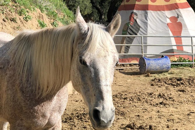 2 Hour Wildflower Horseback Trail Ride experience in Agoura Hills - How the value compares with a standard trail ride