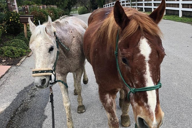 2 Hour Wildflower Horseback Trail Ride experience in Agoura Hills - Who will enjoy this Agoura Hills ride most