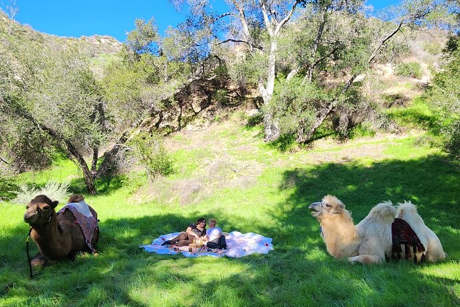 3 Hour Camel Trek into the Forest and Ranch in California - Key points at a glance