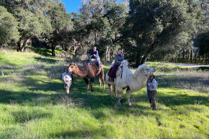3 Hour Camel Trek into the Forest and Ranch in California - Returning for an hour with the ranch animals