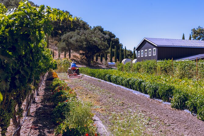 3-Winery Santa Ynez Tour with Picnic Lunch & Tastings from City - Key points to know before booking