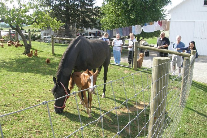 Amish Experience Visit-In-Person Tour - What makes this Amish visit different