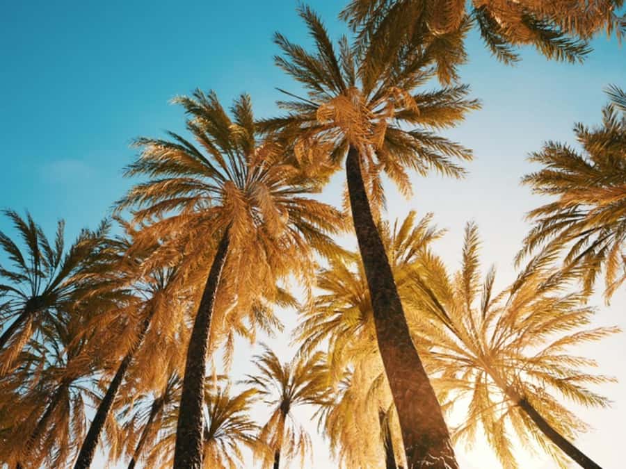 Anaheim: Hollywood Grand Tour with Hotel Pickup - How the 8.5-hour schedule feels