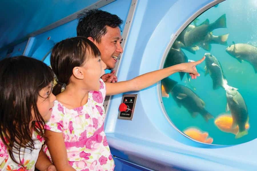Catalina Island: Yellow Semi-Submarine Cruise - The porthole view and fish-feeding torpedoes