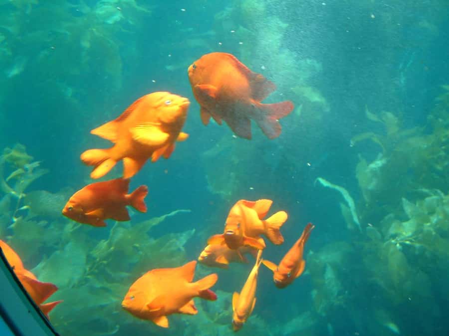 Catalina Island: Yellow Semi-Submarine Cruise - Cruising through Lover’s Cove