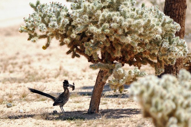 CreativeSoul ScavengerHunt(Hidden Valley,Joshua Tree)Remote Host - Price, Group Size, and What You Receive