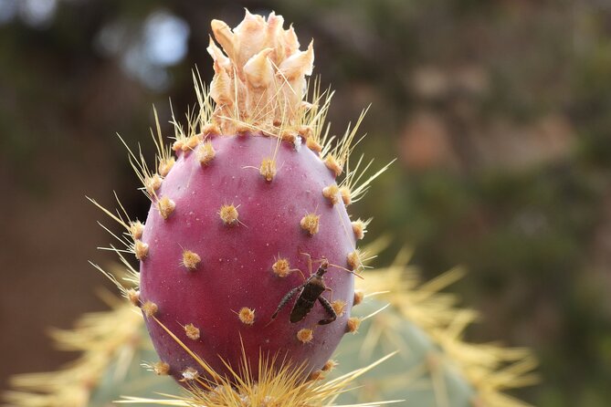 Full Day Hike in Joshua Tree National Park - Who will get the most from this day