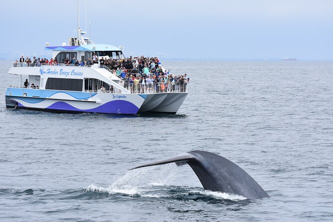 Guided Whale Watching Tour from Long Beach - Key points before you book