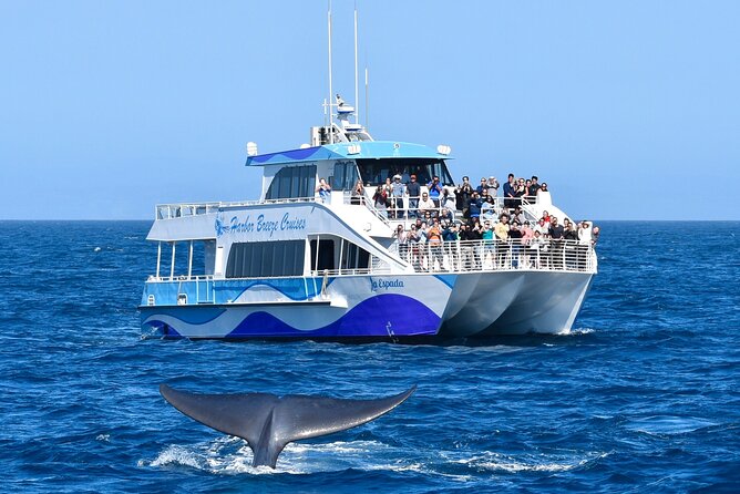 Guided Whale Watching Tour from Long Beach - A catamaran made for two hours at sea