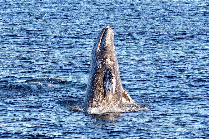 Guided Whale Watching Tour from Long Beach - Why the onboard commentary matters