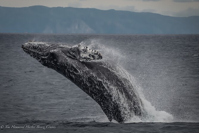 Guided Whale Watching Tour from Long Beach - What the $35 price really includes
