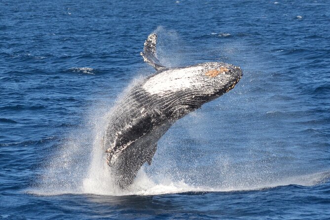 Guided Whale Watching Tour from Long Beach - Who should choose this Long Beach cruise
