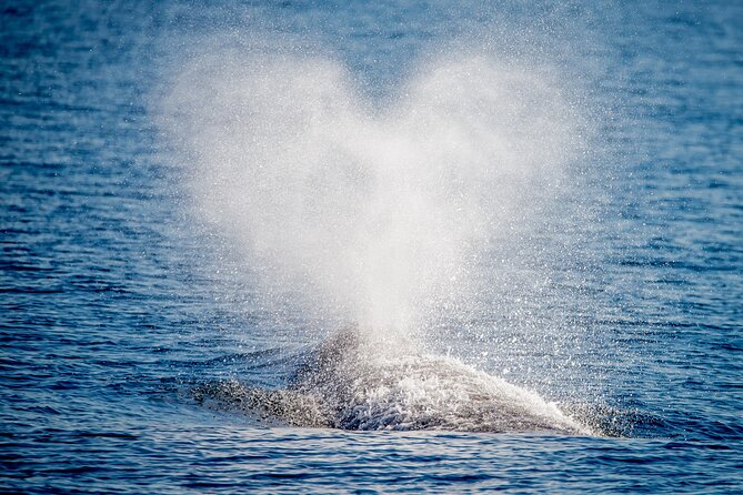 Guided Whale Watching Tour from Long Beach - Searching the open Pacific for whales