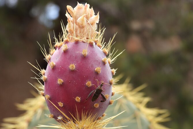Half-Day Guided Hike in Joshua Tree National Park - A private Joshua Tree route, not a one-size-fits-all hike