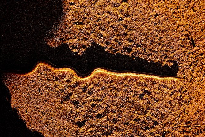 Half-Day Guided Hike in Joshua Tree National Park - The park as a natural history lesson
