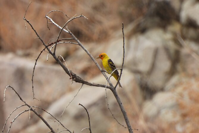 Half-Day Guided Hike in Joshua Tree National Park - Getting away from the crowds