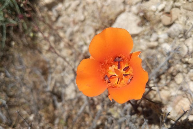 Half-Day Guided Hike in Joshua Tree National Park - What is included, and what is not