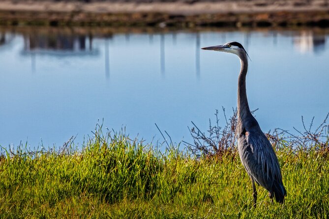 Hike and Bike through Orange County - Bolsa Chica: a wetland before the beach towns