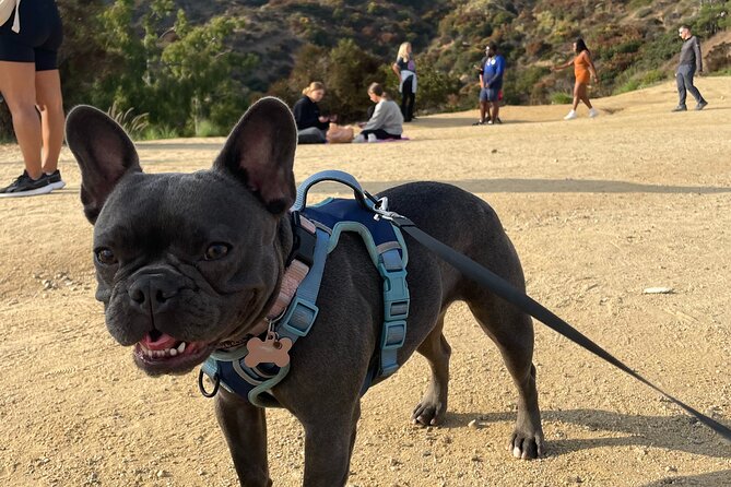 Hollywood Sign 2.5-Hour Tour with Comedians and Their Dogs - Is $15 good value?
