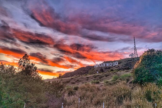 Hollywood Sign Express Tour with Comedians and Their Dogs - The dogs: Mozart, Scout, Grizz, and Lola