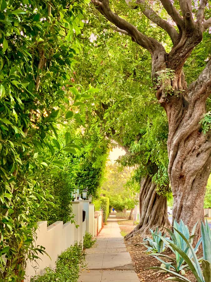 Hollywood Walking & Hiking Sunset Tour with LA Skyline Views - From movie sidewalks to Runyon Canyon
