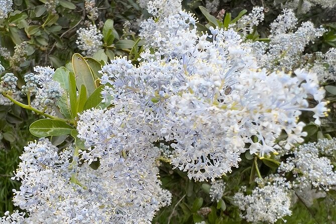 Holy Biodiversity, Batman! A Naturalist's "Batcaves" Tour - Who will enjoy this Griffith Park walk?