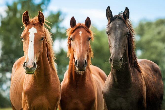 Horseback Riding and Wine Tasting Tour - From Santa Barbara pickup to canyon trail