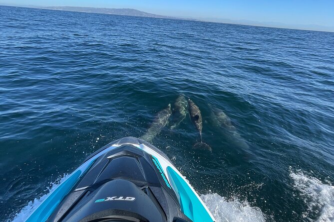 Jetski Adventure: Guided Trip from Long Beach to Catalina Island - Dolphins, sea lions, and the limits of wildlife promises