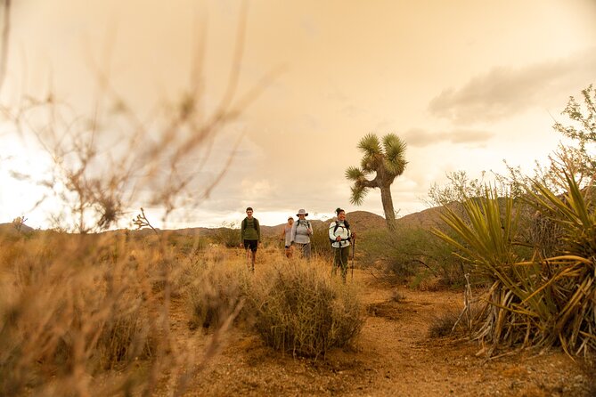 Joshua Tree Full Day Private Tour & Hike - Arch Rock Nature Trail and desert geology