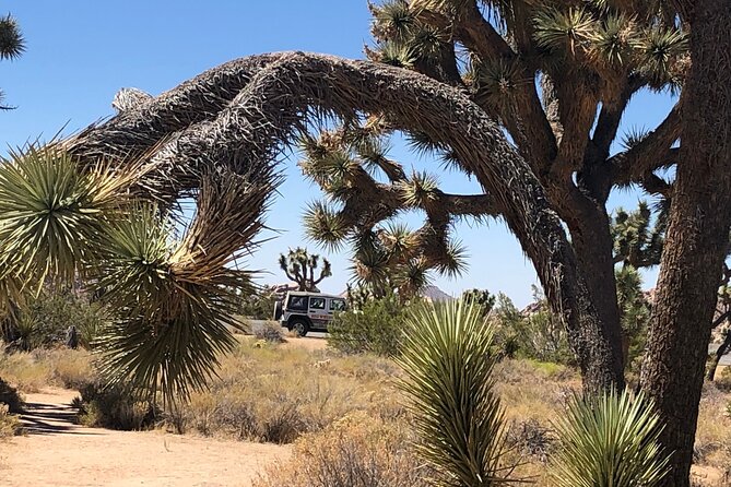 Joshua Tree National Park Driving Tour - The visitor center is a practical pause