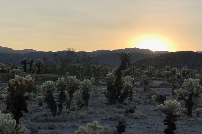Joshua Tree National Park Driving Tour - What the $220 price really buys