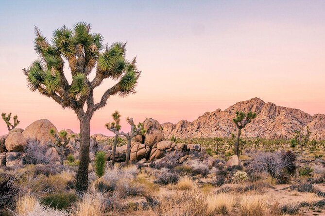 Joshua Tree National Park Scenic Tour - Key points to know before booking