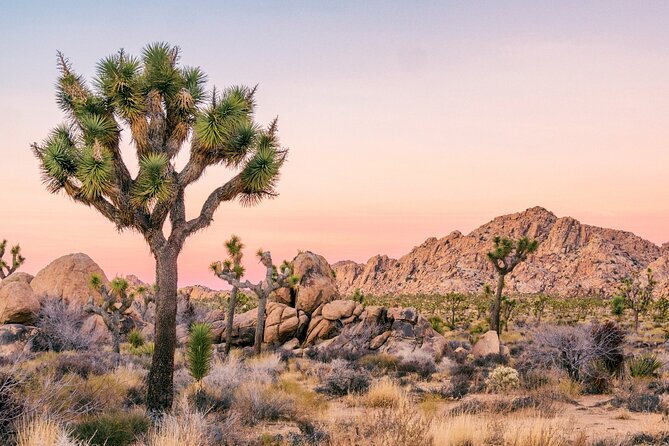 Joshua Tree National Park Self-Guided Driving Audio Tour - Why an audio tour helps in Joshua Tree