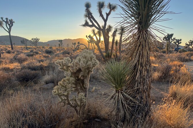 Joshua Tree National Park Sightseeing Adventure Tour - Cap Rock for an easy walk and surreal scenery