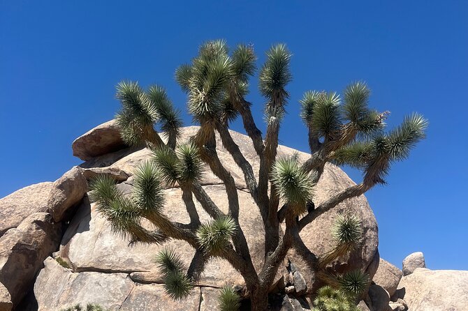 Joshua Tree National Park Sightseeing Adventure Tour - Skull Rock, the crowd-pleasing final stop