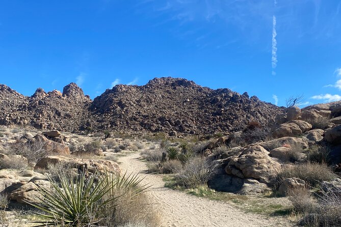 Joshua Tree Natural Wonders Walk: Plants, Animals and Rocks - Key Points