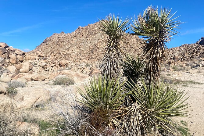 Joshua Tree Natural Wonders Walk: Plants, Animals and Rocks - Why This Joshua Tree Walk Is Different