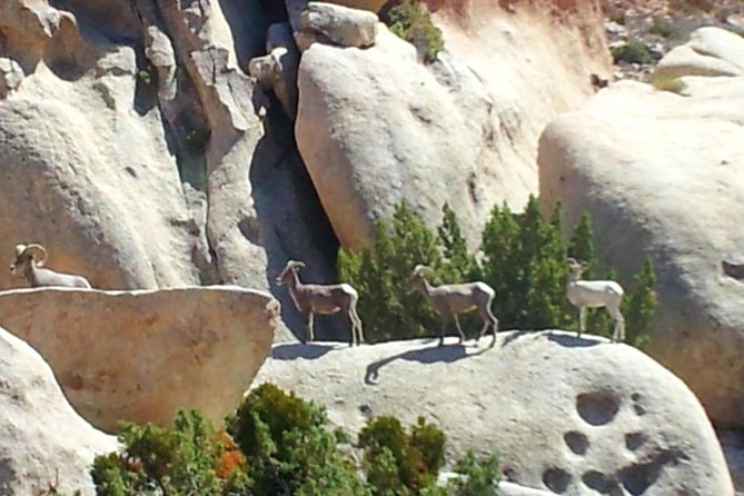 Joshua Tree Open Air Hummer Adventure - What the guides add to the day