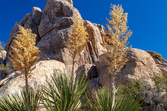 Joshua Tree's Hidden Valley Self-Guided Walking Tour - Key points to know before you go