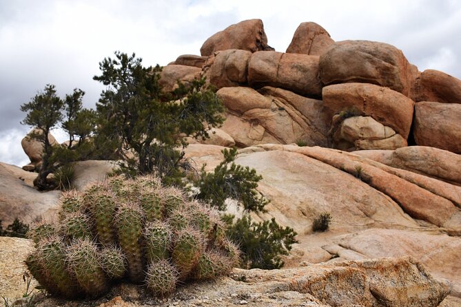 Joshua Tree's Hidden Valley Self-Guided Walking Tour - A compact walk through Joshua Tree’s strangest corner
