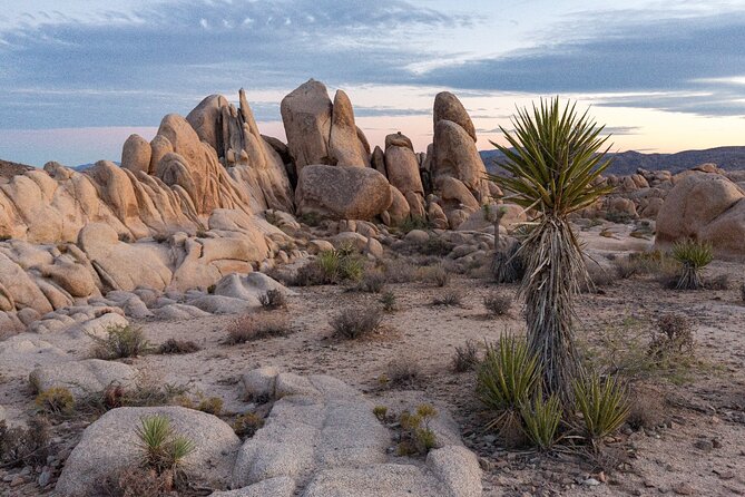 Joshua Tree's Hidden Valley Self-Guided Walking Tour - Why the offline map matters in Joshua Tree