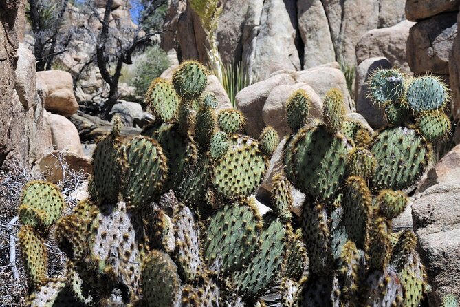 Joshua Tree's Hidden Valley Self-Guided Walking Tour - A private walk, not a guided hike