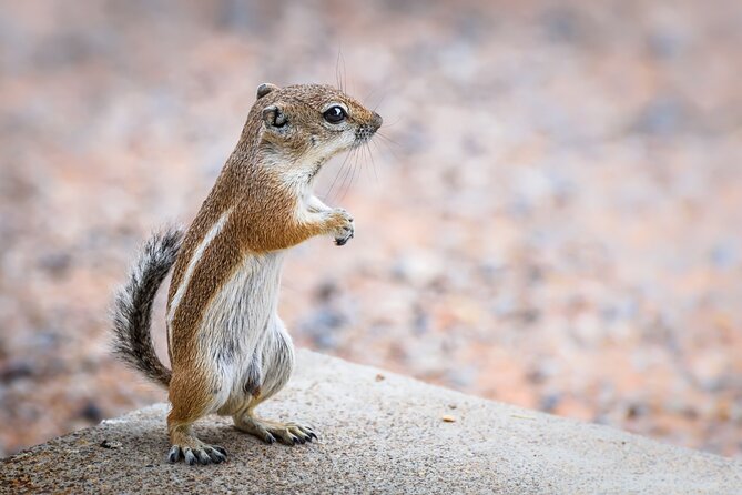 Joshua Tree's Hidden Valley Self-Guided Walking Tour - Who will get the most from this audio tour?