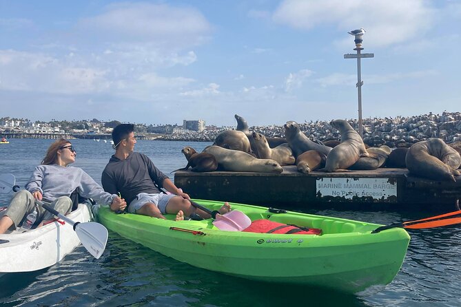 Kayak with Sea Lions in a Calm, Beautiful, Redondo Beach Harbor - Key points at a glance
